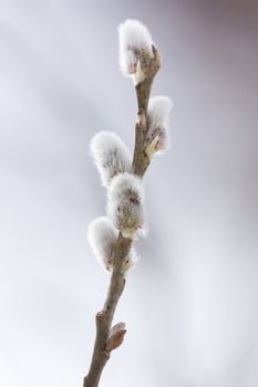 The photo shows twig willow shot in the woods in early March
