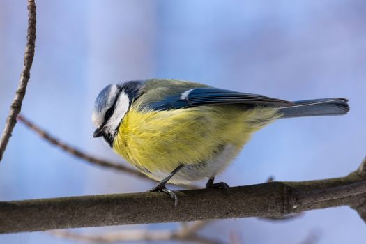 The photo shows a bird on a branch