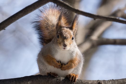 the photograph shows a squirrel on a tree