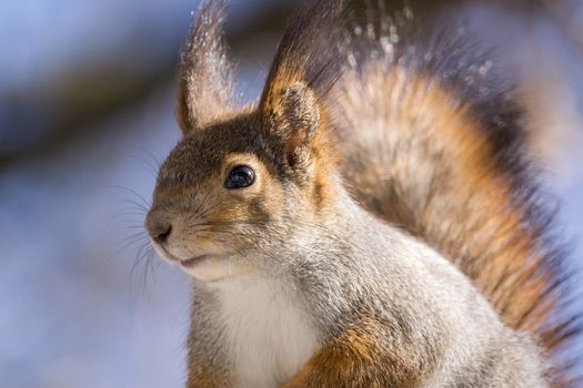 the photograph shows a squirrel on a tree