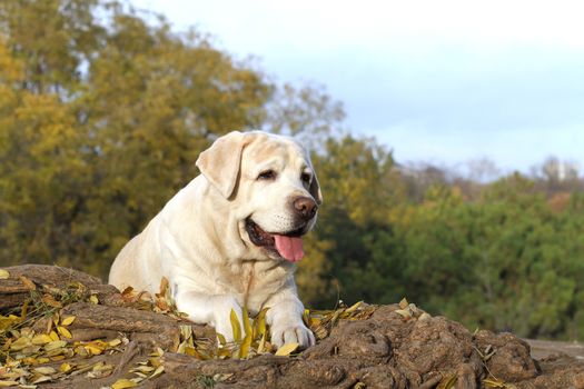 the cute nice yellow labrador in the park in autumn