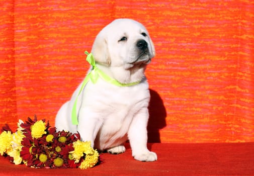 the yellow labrador puppy on the orange background with floewrs