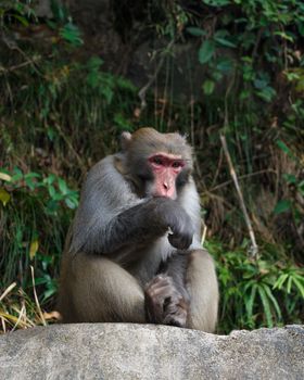 monkey sit on rock at zhangjiajie national park , China