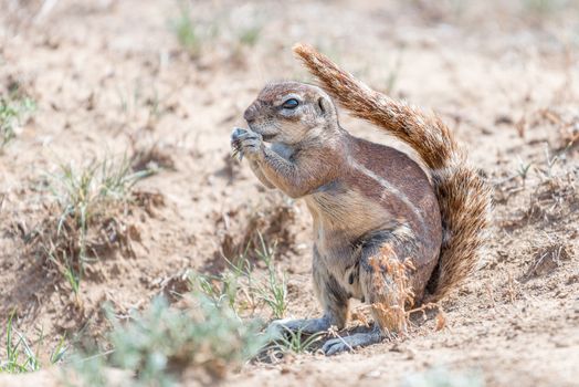 A ground squirrel shading it self with its tail from the harsh sun in the in the Mountain Zebra National Park near Cradock in South Africa