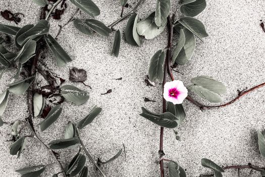 pink flower with leaves on the sand at the beach