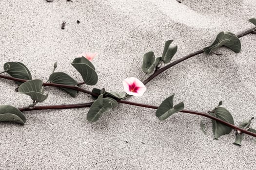 pink flowers on the sand at the beach