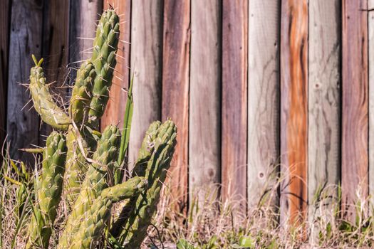 Close up cactus in the garden with vintage style picture. Wood background