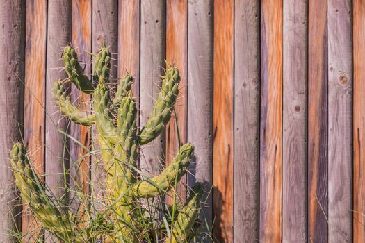 Close up cactus in the garden with vintage style picture. Wood background