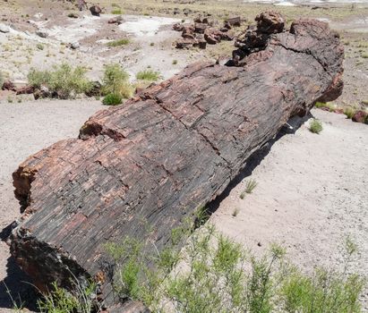 Trunk of petrified tree in Petrified Forest National Park