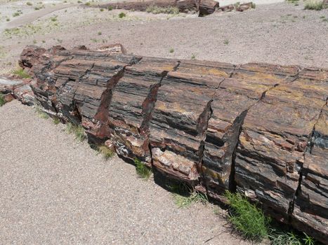 Broken trunk of petrified tree in Petrified Forest National Park