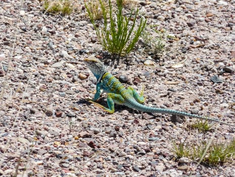 Green Lizard at Petrified Forest National Park