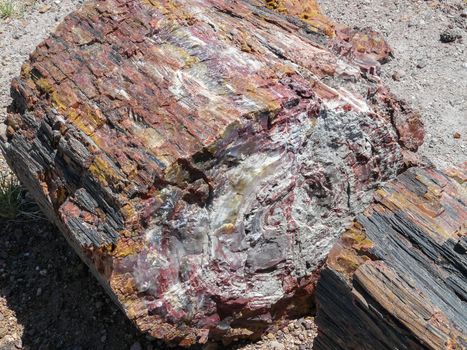 Closeup view of petrified wood in Petrified Forest National Park