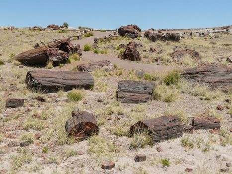 Pieces  of petrified trees in Petrified Forest National Park