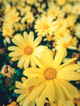 A Field Of Yellow Daisy Flowers With Shallow Depth Of Focus
