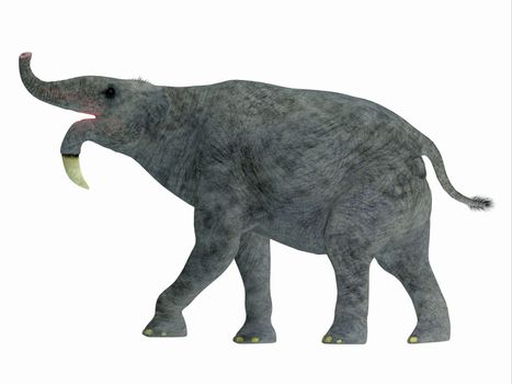 Deinotherium was an enormous land mammal that lived in Asia, Africa and Europe during the Miocene to Pleistocene Periods.