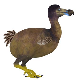 The Dodo is an extinct flightless bird that lived on Mauritius Island in the Indian Ocean.