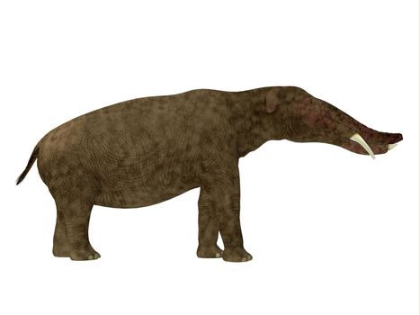 Platybelodon was a herbivorous extinct mammal related to the elephant that lived in Miocene Era in Africa, Europe, Asia and North America.