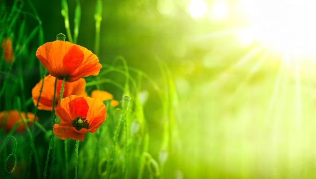 red poppies in a natural landscape, with the sun on the right, room for text