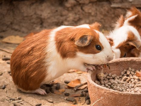 Cute guinea pig feeding in the zoo.