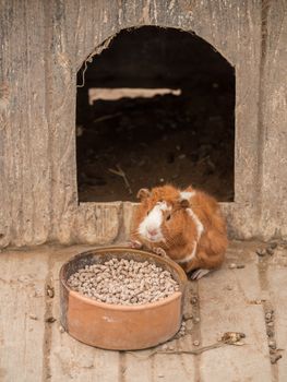 Cute guinea pig feeding in the zoo.