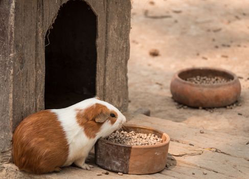 Cute guinea pig feeding in the zoo.