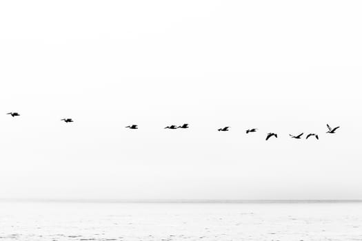 birds flying over the ocean in black and white