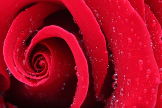 Macro shot of a red rose with water drops