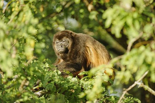 Howler Monkey resting in a tree after eating its fruity breakfast at La Ensenada, Costa Rica.