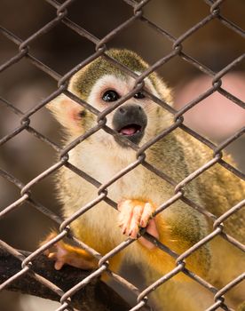 Sad squirrel monkeys in steel cage at zoo.