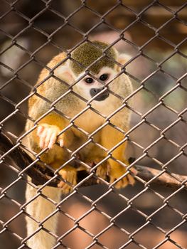 Sad squirrel monkeys in steel cage at zoo.