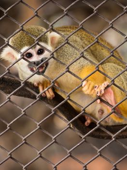 Sad squirrel monkeys in steel cage at zoo.