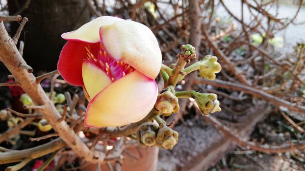 Sal flower and Cannonball tree