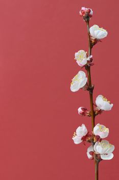 brunch cherry blossoms on a red paper background