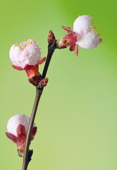 brunch cherry blossoms and water drops