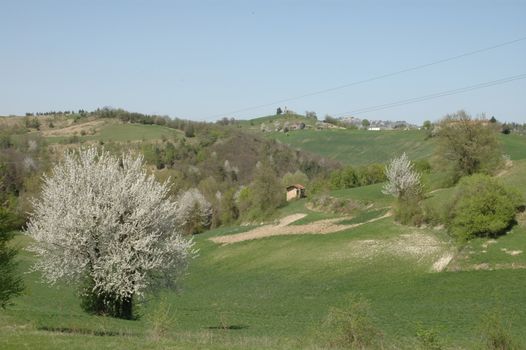 This photo represents a typical Langhe landscape with cherry trees in bloom