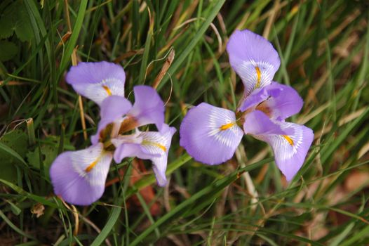 This photo represents wild orchids that grow in Greece.