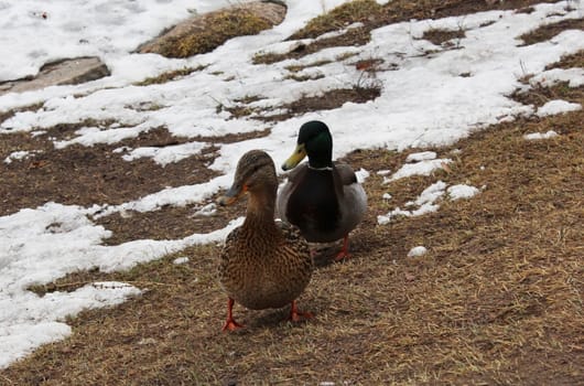 Male and female mallard duck (Anas platyrhynchos) are looking for a place to nest in the park of Gatchina in spring. Leningrad region, Gatchina.