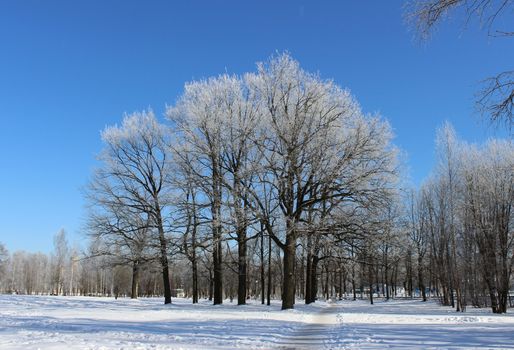 Group of trees covered with frost and path in winter against the blue sky in serene cloudless day. Leningrad region, Gatchina.