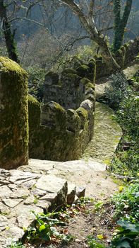 Detail of a forest trail, Sintra, Portugal