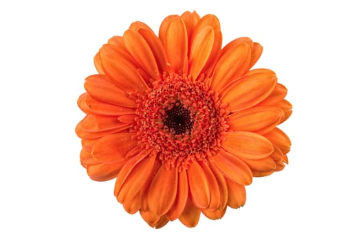 Orange flower isolated on a white background