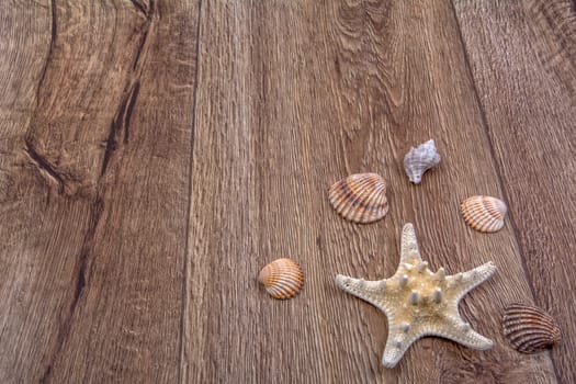 White starfish and sea shells on a wooden background