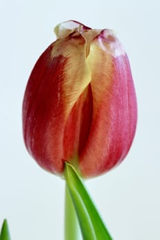 One flower Red tulip isolated on white close to