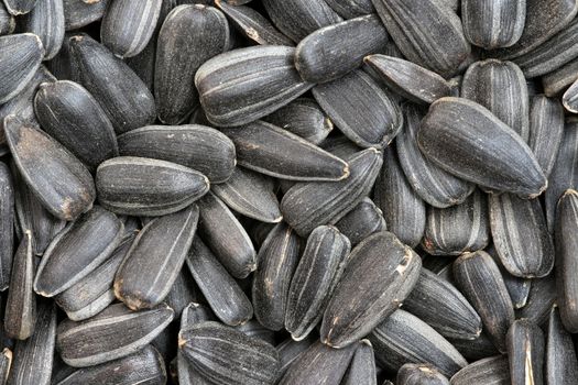 sunflower seeds background macro