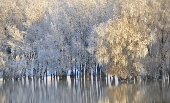 Frosty winter trees with reflection in water