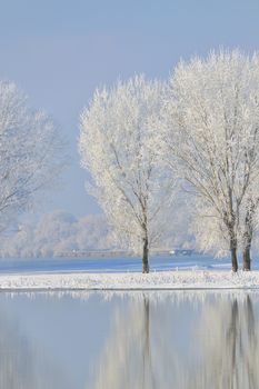 Frosty winter trees near Danube river