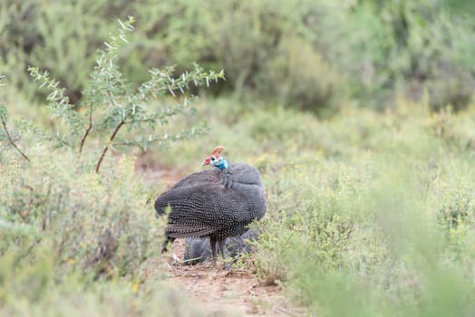 Helmeted guineafowl looking back