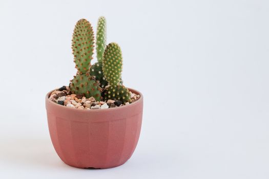 baby cactus in Lovely potted isolated on white background