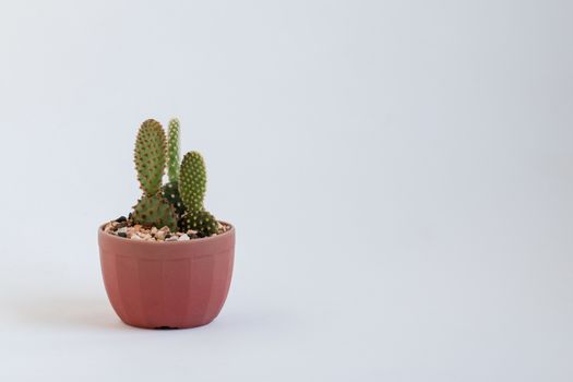 baby cactus in Lovely potted isolated on white background