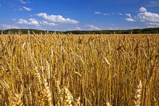  Agricultural field on which grow ripe wheat.