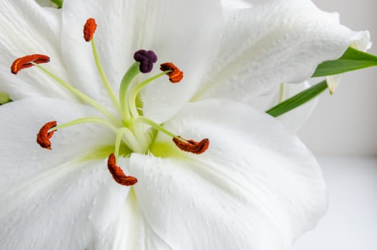 Fragrant blooming white Lily in the spring, presented on the 8th of March